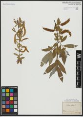 Foto von Salix alba L.